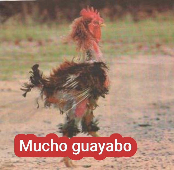 Mucho guayabo 