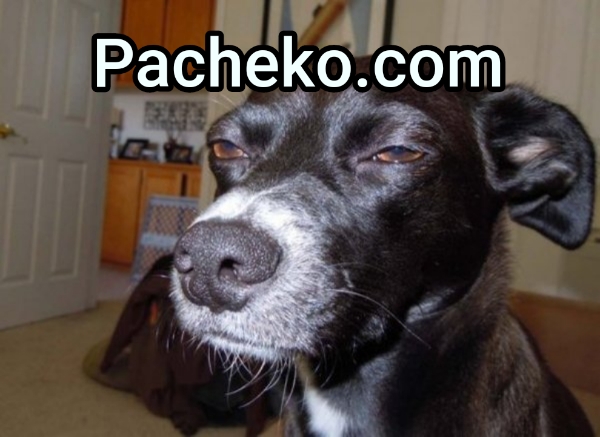 Pacheko.com