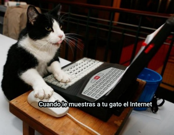 Cua... Cuando le muestras a tu gato el Internet ... Ni... Cuando le muestras a tu gato el...